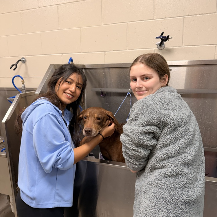 Anchor Club members Anna Carnes and Yuliana Avila helped bathe dogs today to get them ready for the Barkus parade