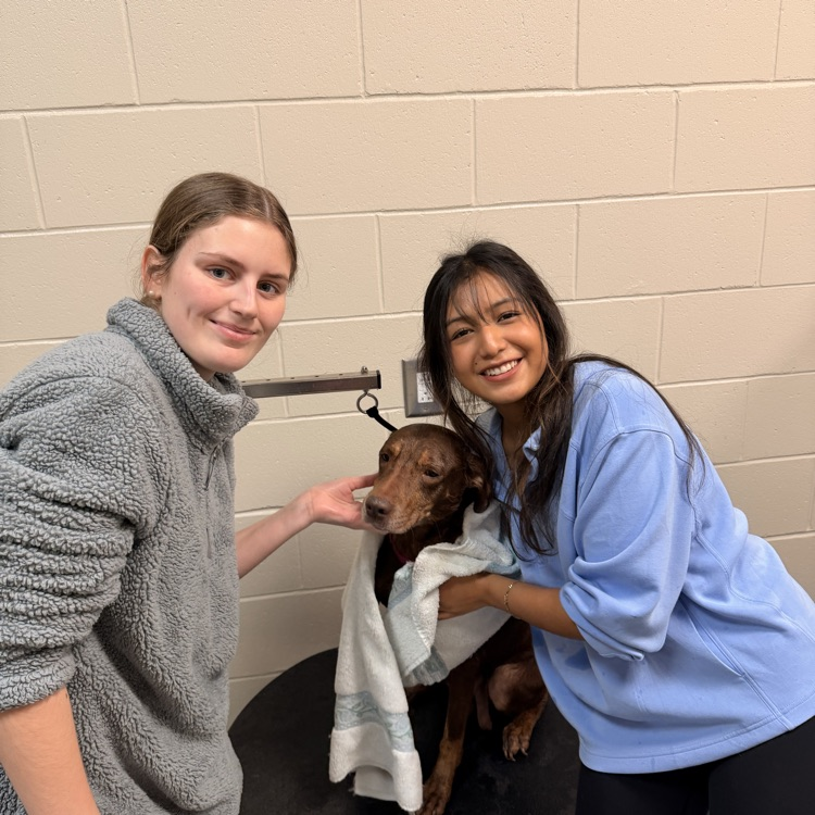 Anchor Club members Anna Carnes and Yuliana Avila helped bathe dogs today to get them ready for the Barkus parade