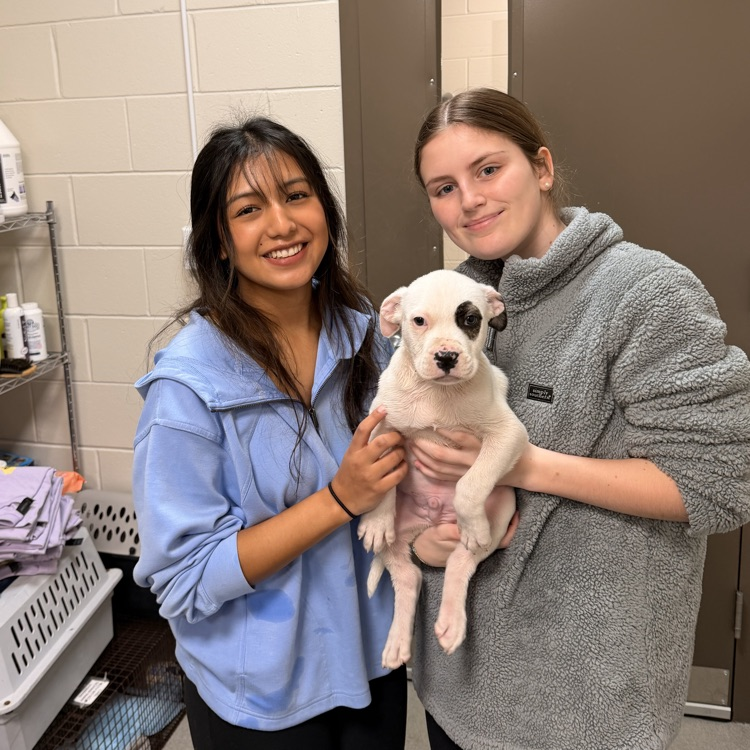 Anchor Club members Anna Carnes and Yuliana Avila helped bathe dogs today to get them ready for the Barkus parade