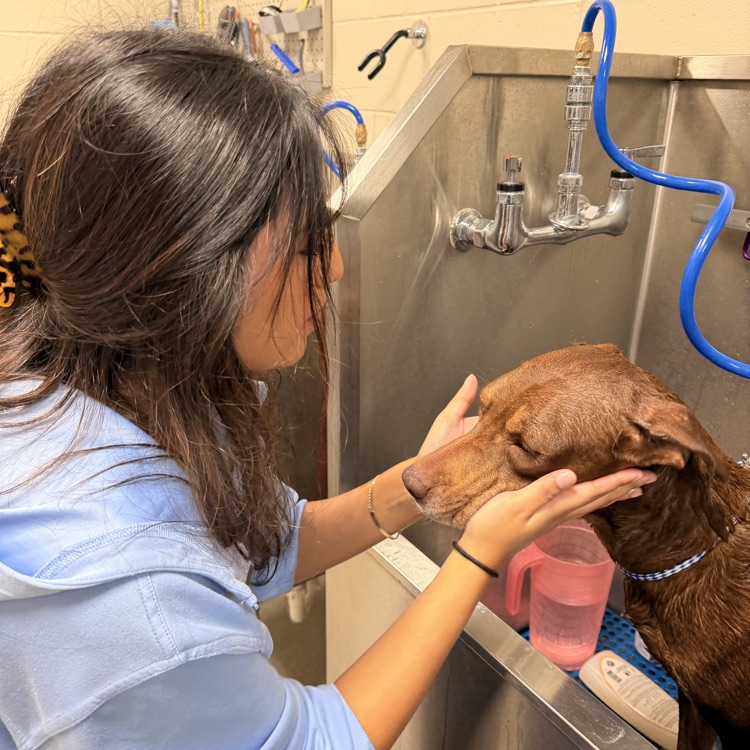Anchor Club members Anna Carnes and Yuliana Avila helped bathe dogs today to get them ready for the Barkus parade