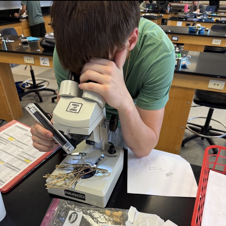 Environmental Science students modeled the movement of water and carbon through their respective cycles, then observed root nodules from peanut plants.