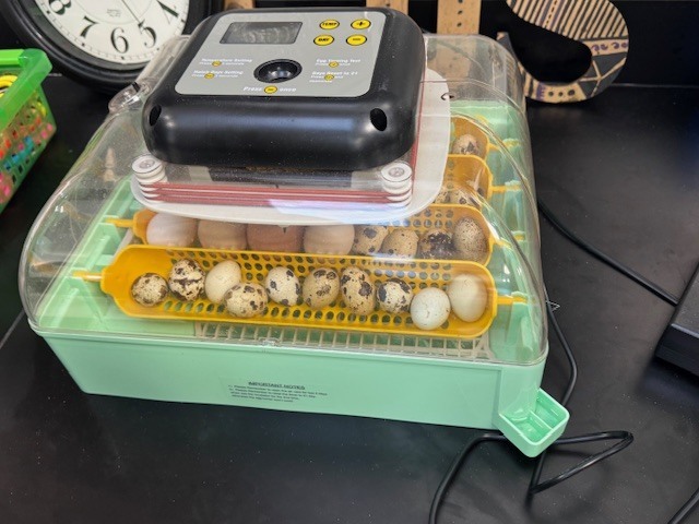 Stepping beyond the curriculum to embrace learning sparked by student choice, Ms. Rambo’s physical science class is incubating chicken and quail eggs as part of a hands-on exploration. One student extended the experience by bringing eggs from his own backyard coop, creating an authentic, real-world connection for his classmates. When questions surfaced, Mr. Cole stepped in to provide a mini-lesson on fertilized eggs and the incubation process, enriching the learning even further. Student voice. Real-world connections. Learning in action.