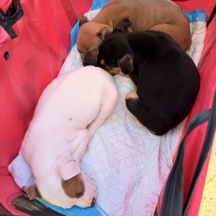Anchor Club members helped with a Humane Society adoption event at Rivertown Days. 