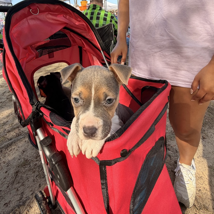Anchor Club members helped with a Humane Society adoption event at Rivertown Days. 