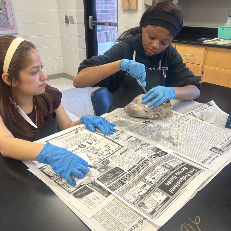 Anatomy students have been very busy lately. 