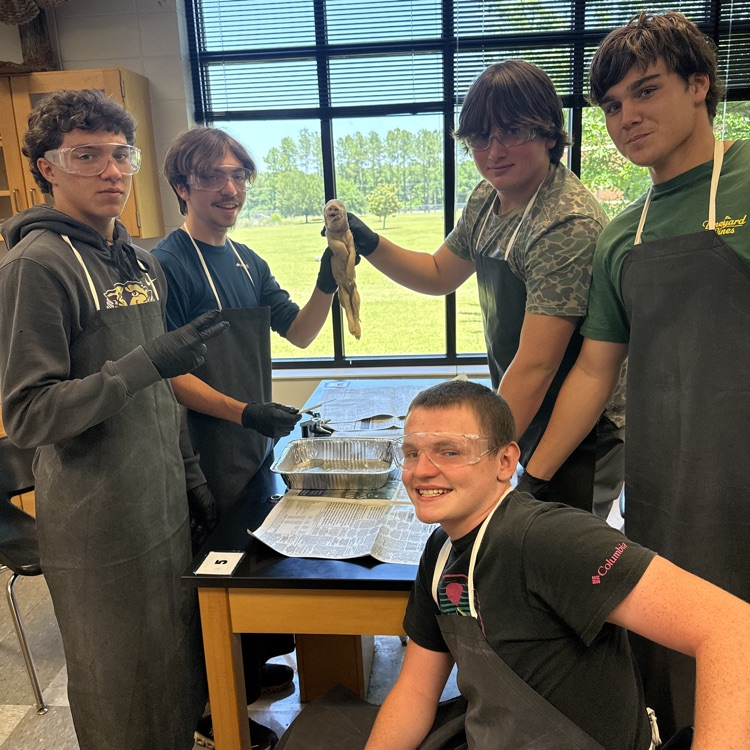 Today in lab, honors Biology students dissected fetal pigs to explore how organs work and see anatomy up close. From hearts to lungs, it’s all about connecting textbook learning to real life!