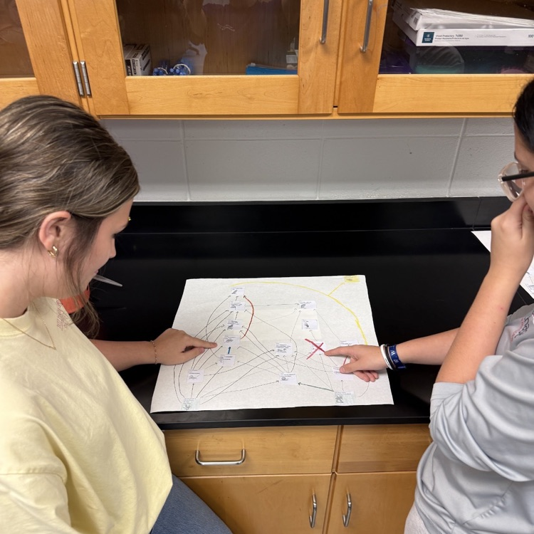 Environmental Science students collaborated to build a food web and then determined what the impacts would be on their ecosystem when one species was made "extinct".