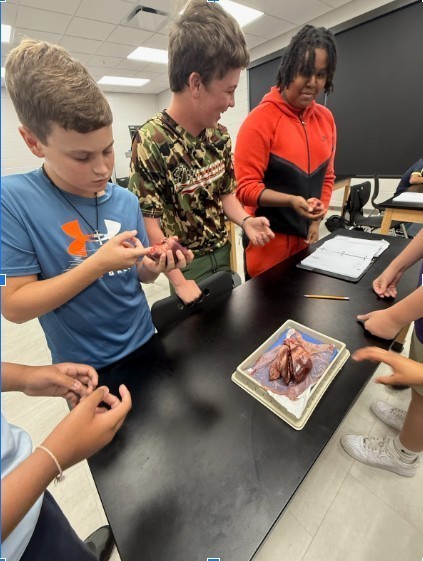 7th grade students investigate  science concepts