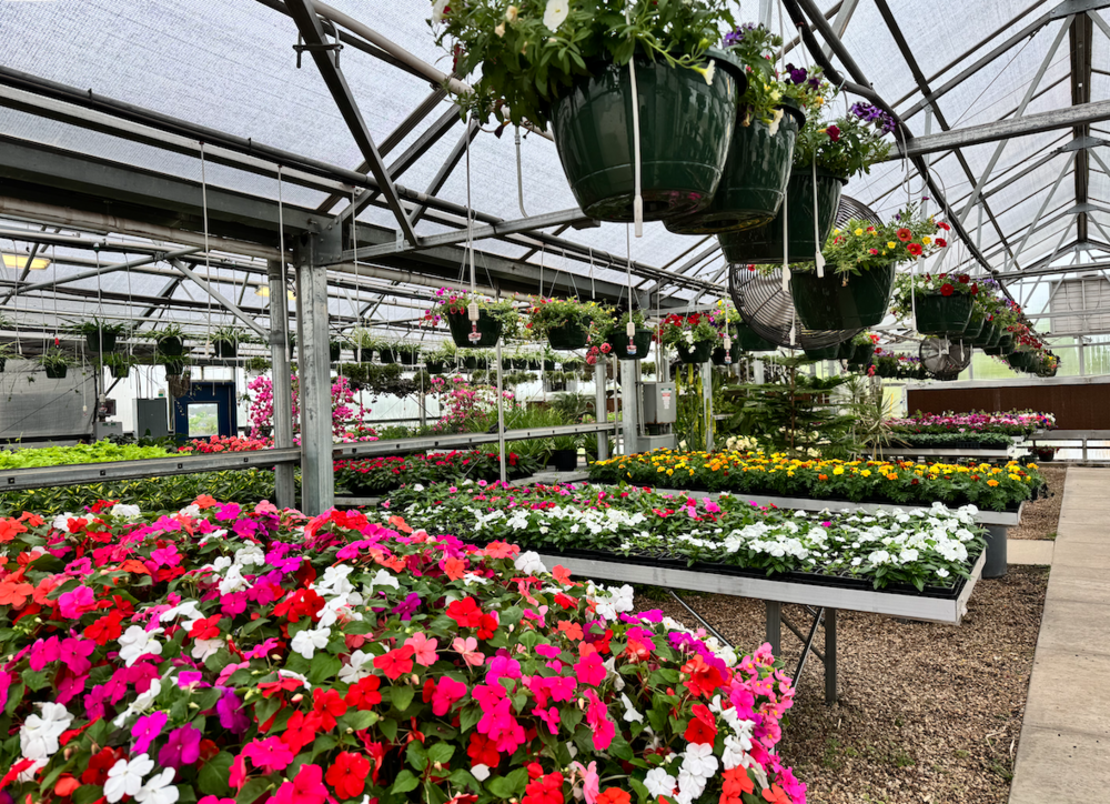 Botanicals in the Decatur High School greenhouse