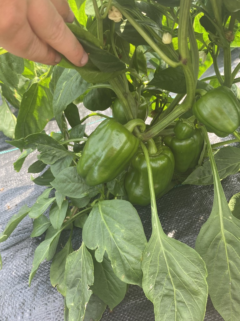 Garden Tour