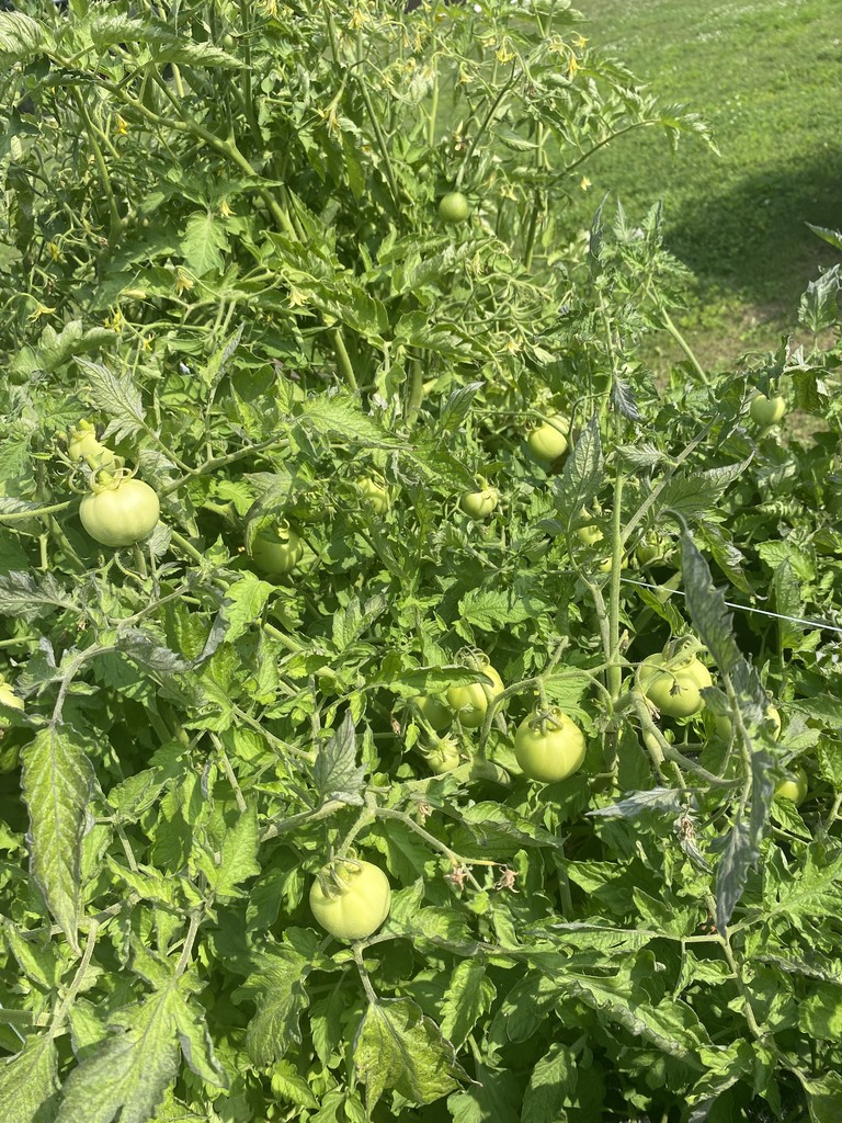 Garden Tour