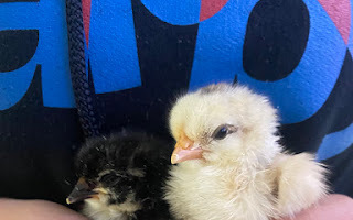 HS AG CLASS