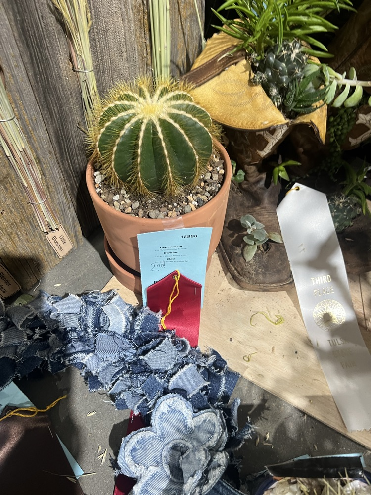 Derby had 4 plants, two placed 2nd, one placed 3rd and one was 10th.