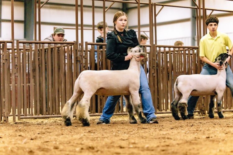 Bristol Grand Champion Lamb