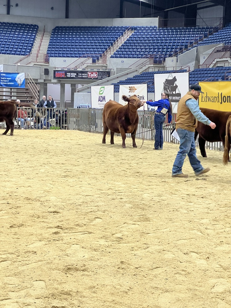 Championship drive for the % Red Angus