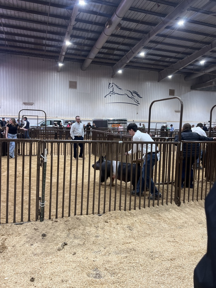 Showing to the soft judge.