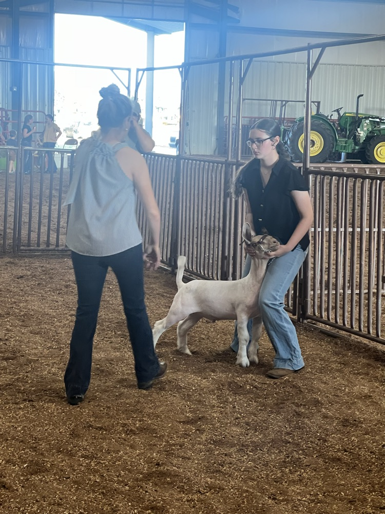 Reserve Grand Wether