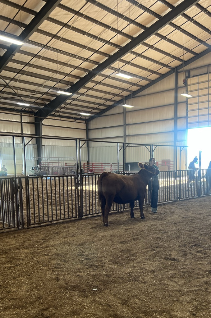 Reserve Grand Heifer