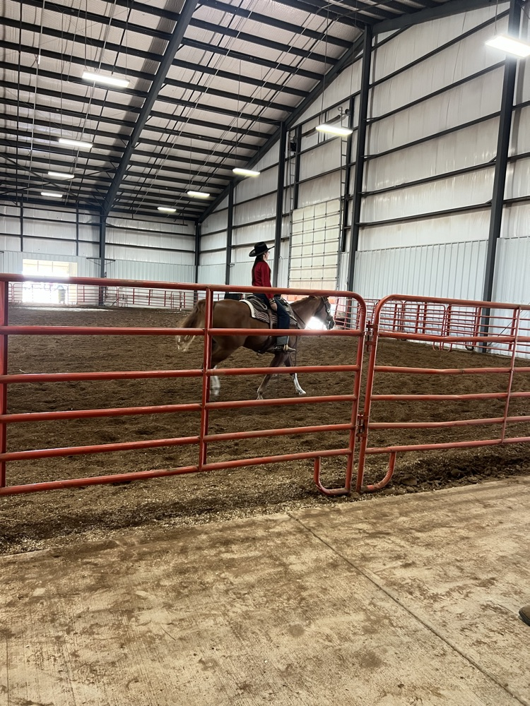 Horse show