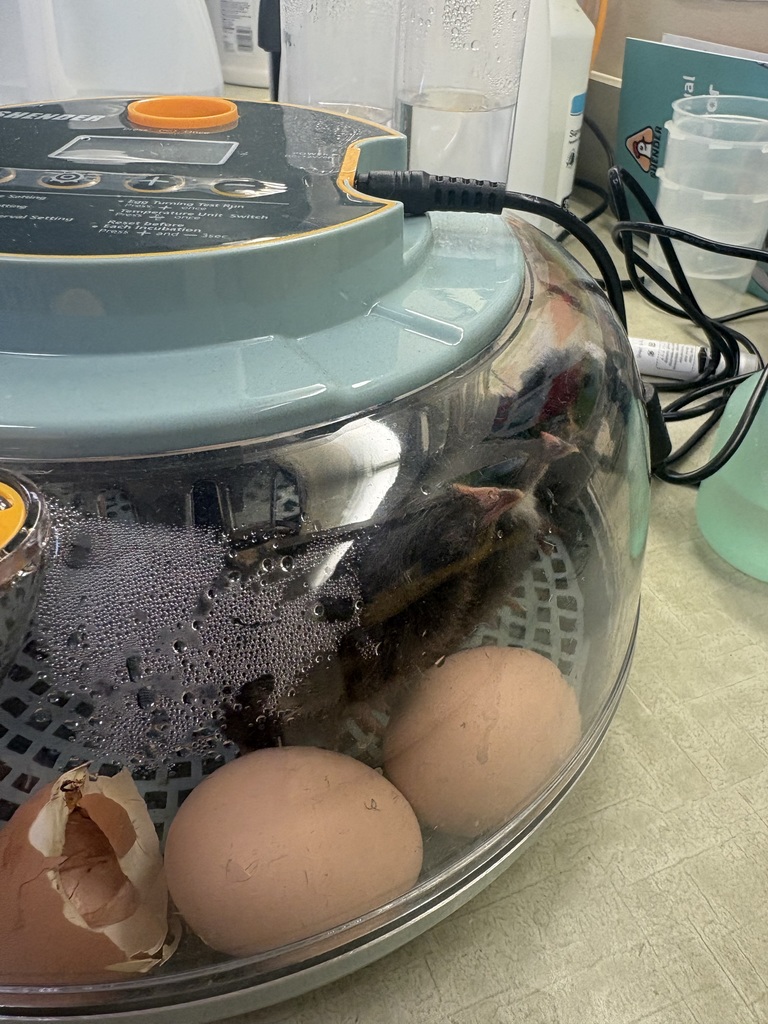 Incubator with eggs for hatching in a kindergarten class.