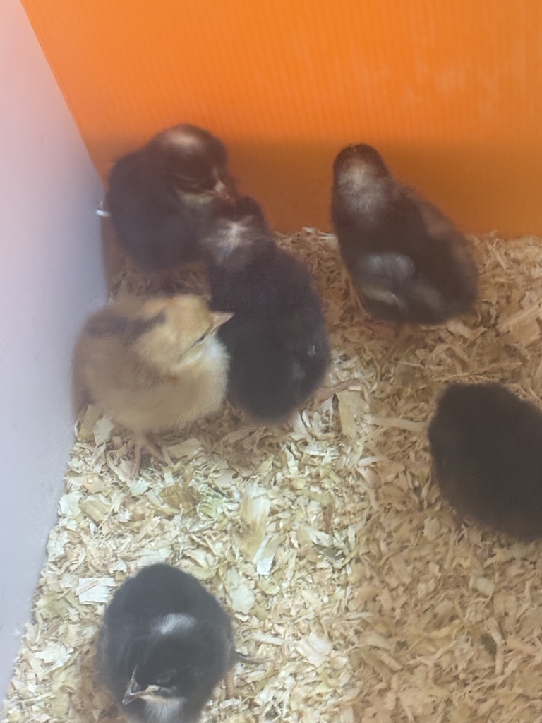 Incubator with eggs for hatching in a kindergarten class.