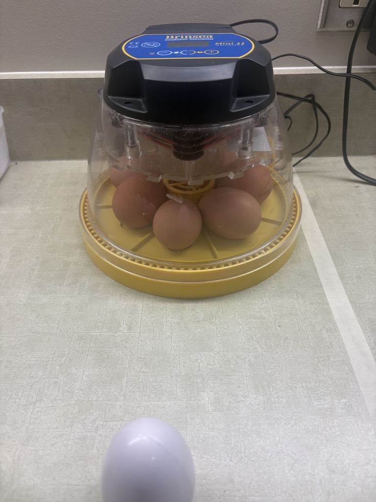 Incubator with eggs for hatching in a kindergarten class.