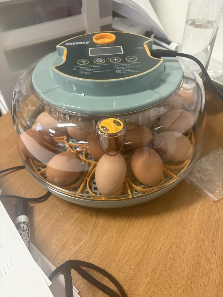 Incubator with eggs for hatching in a kindergarten class.