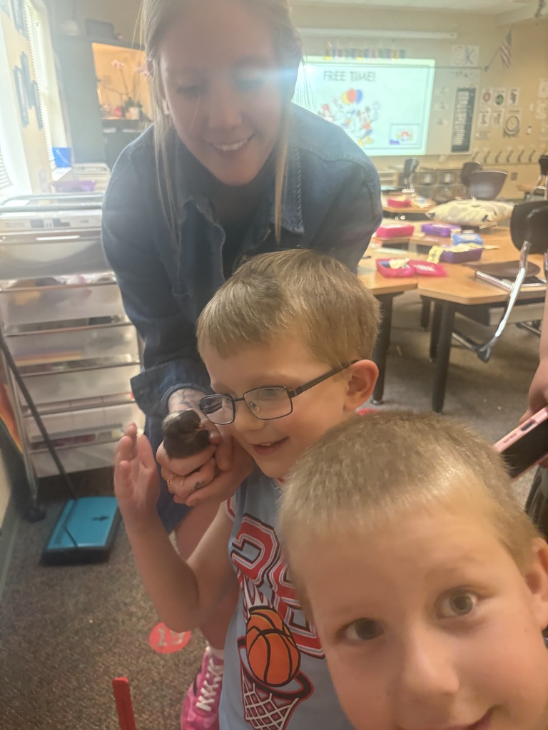 New baby chicks with kindergarten students