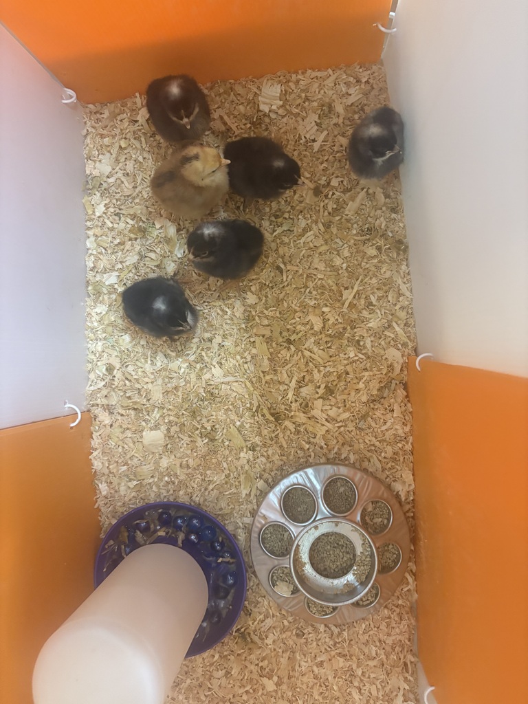 New baby chicks