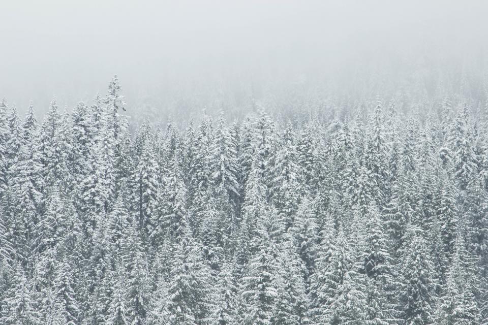 white snow covered fir trees fill the image