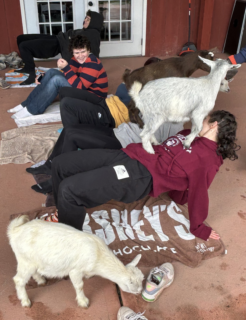 4 students and 3 goats doing yoga