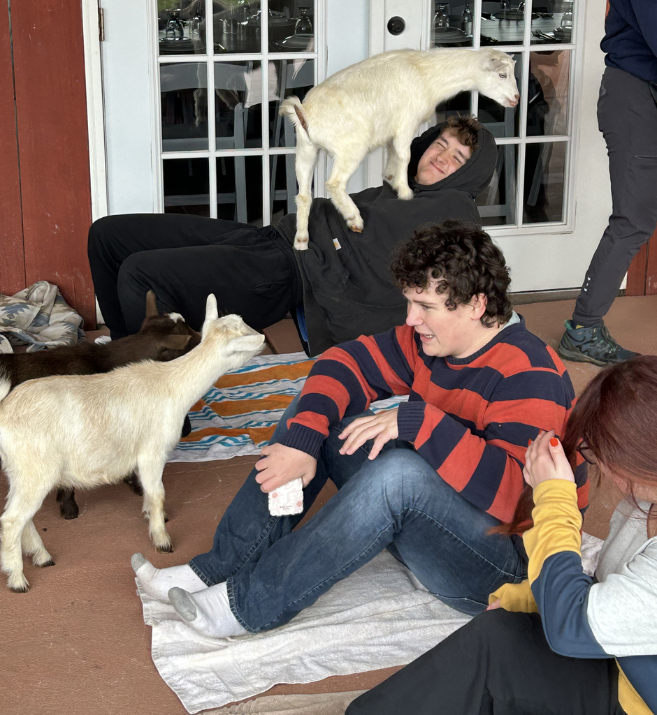 2 goats and 3 students doing yoga
