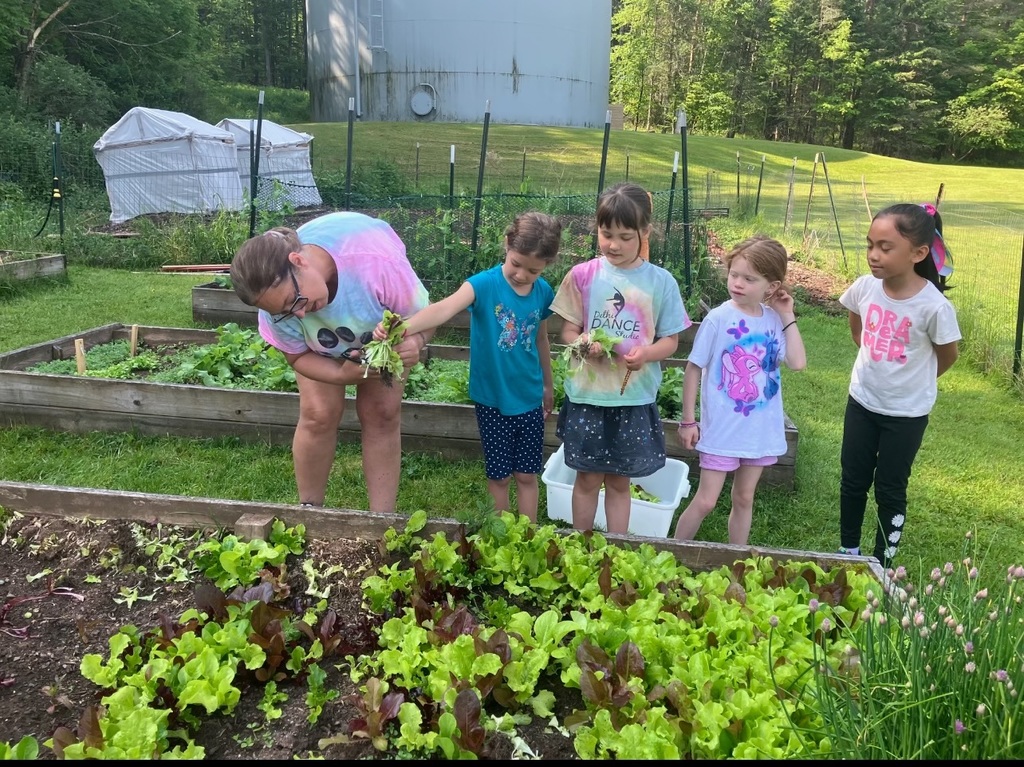 cafeterian worker and 4 students harvesting lettuce and radishes