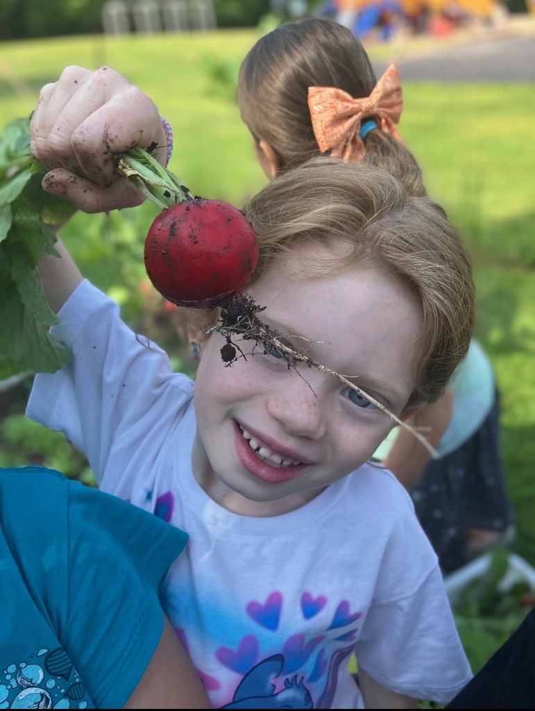 student holding harvested radish
