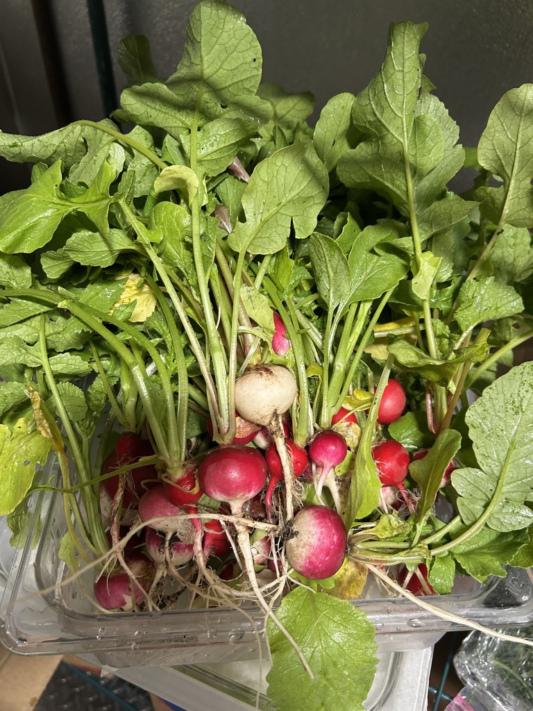 freshly harvested radishes