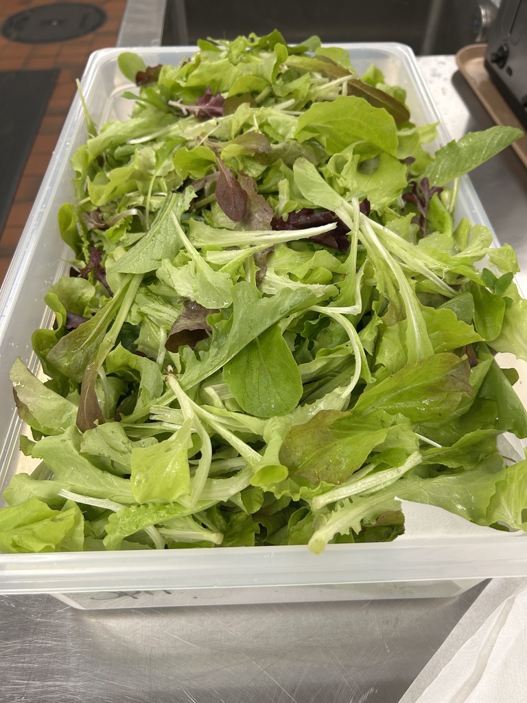 freshly harvested lettuce