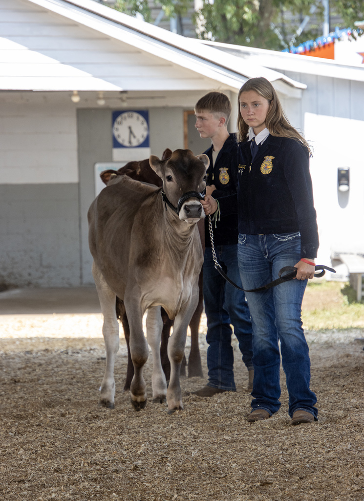 Hailey Brandenburg leads a cow in the ring