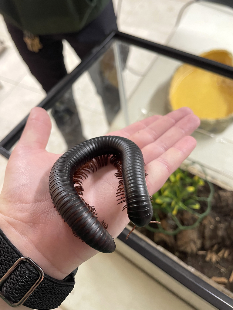 giant centipede held in a hand