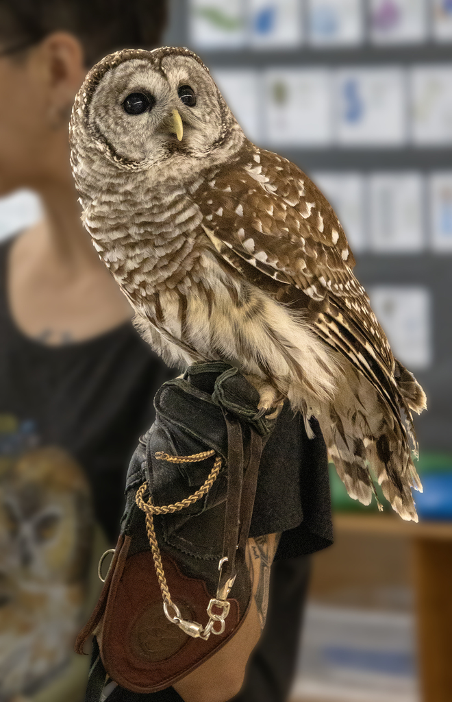 Mellow the owl