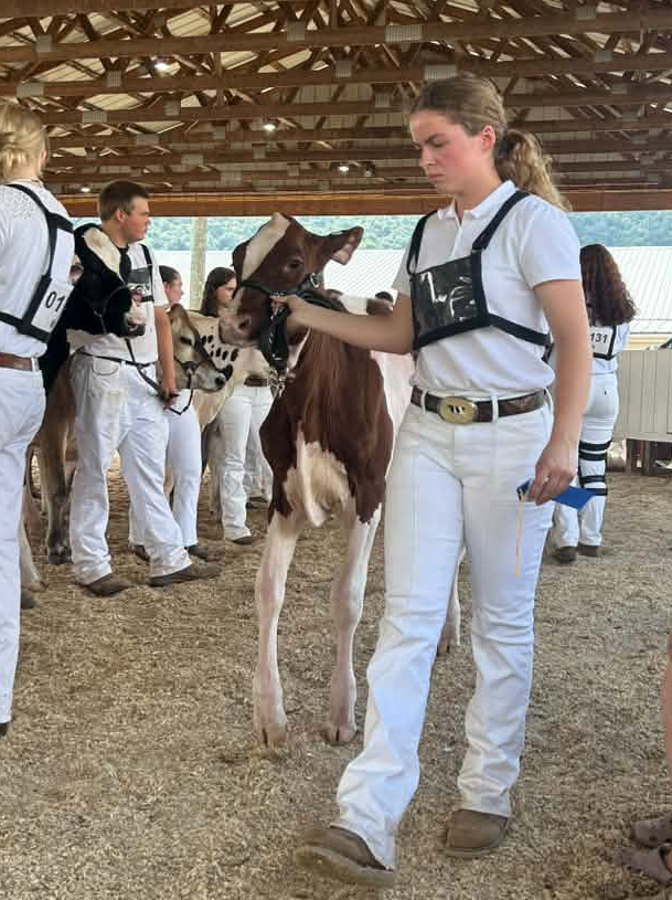 Lexi Davis leading a cow in the show ring