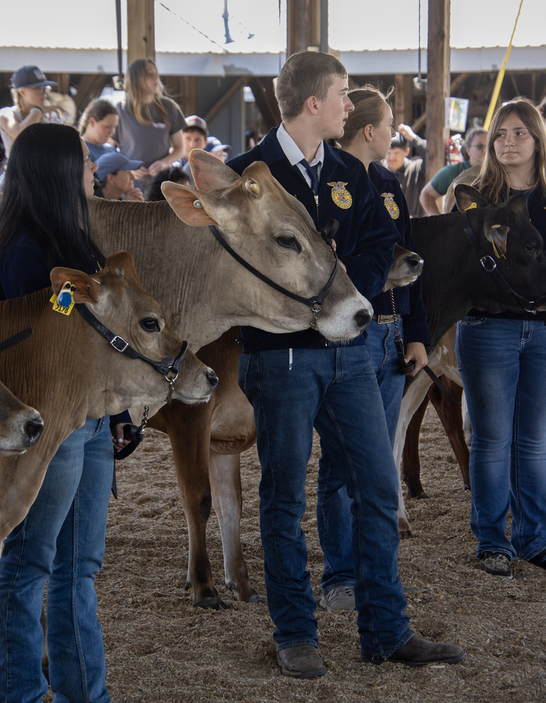 student in show ring holding a dairy cow