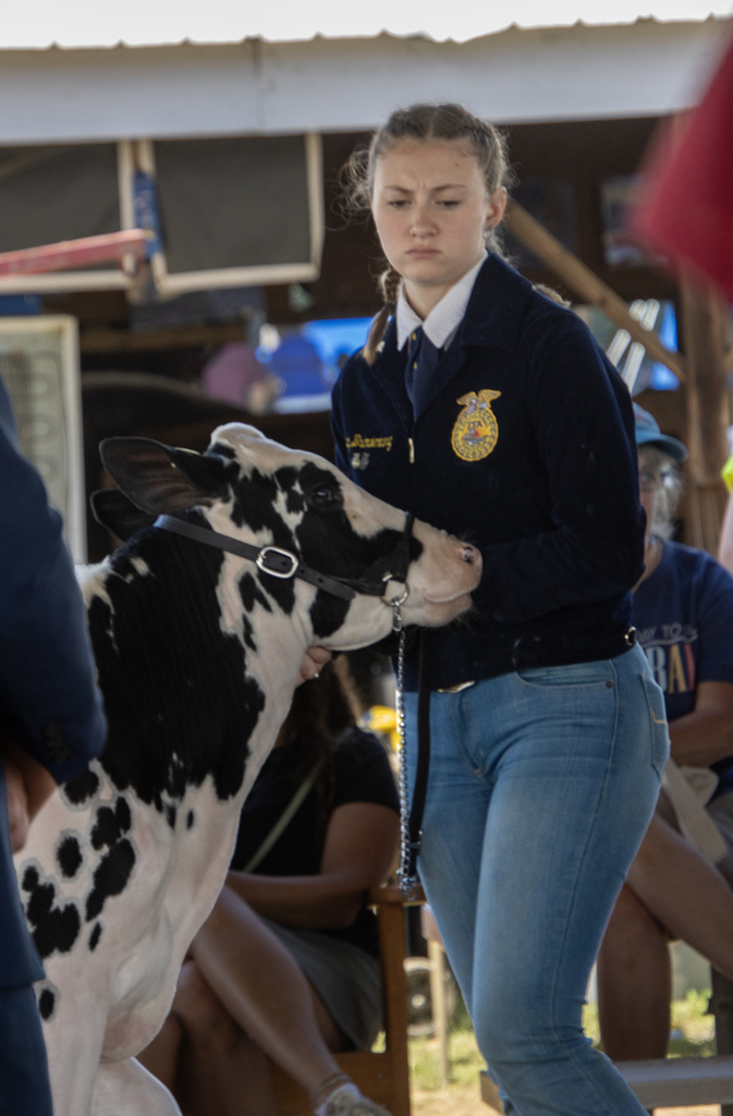 student in show ring with a dairy cow
