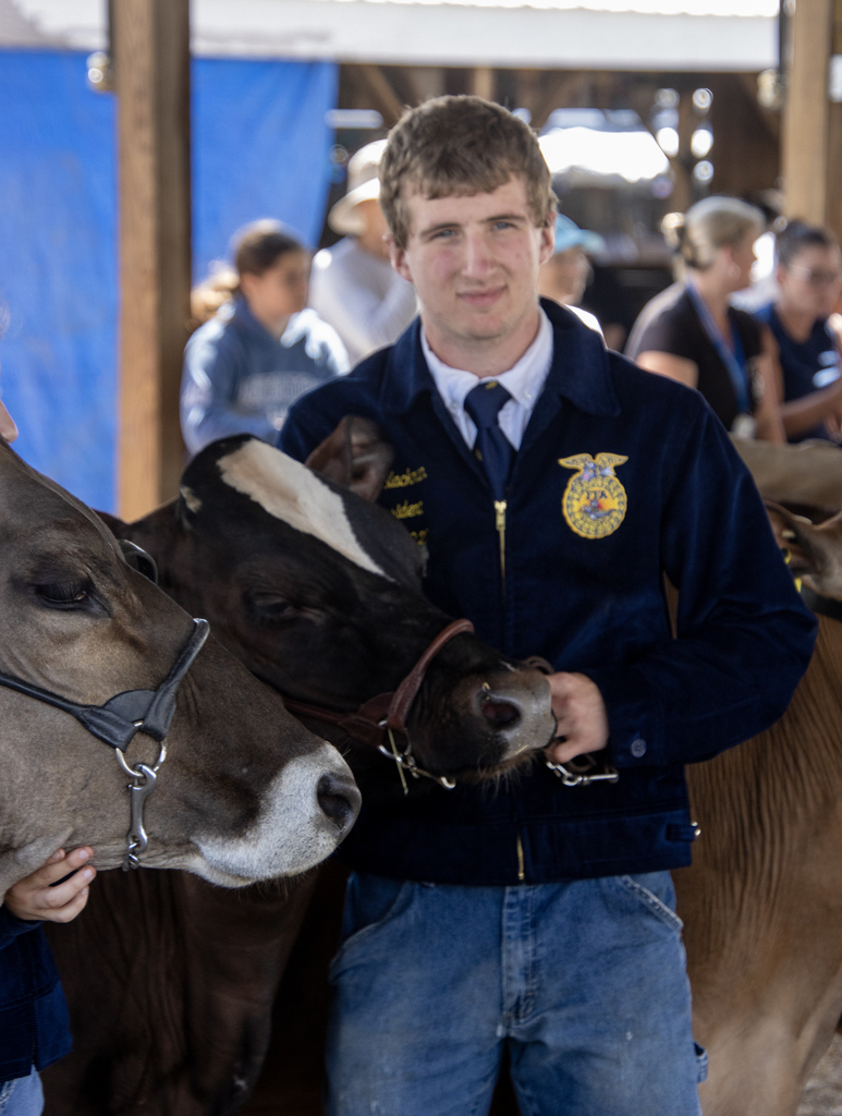 student in show ring holding a dairy cow