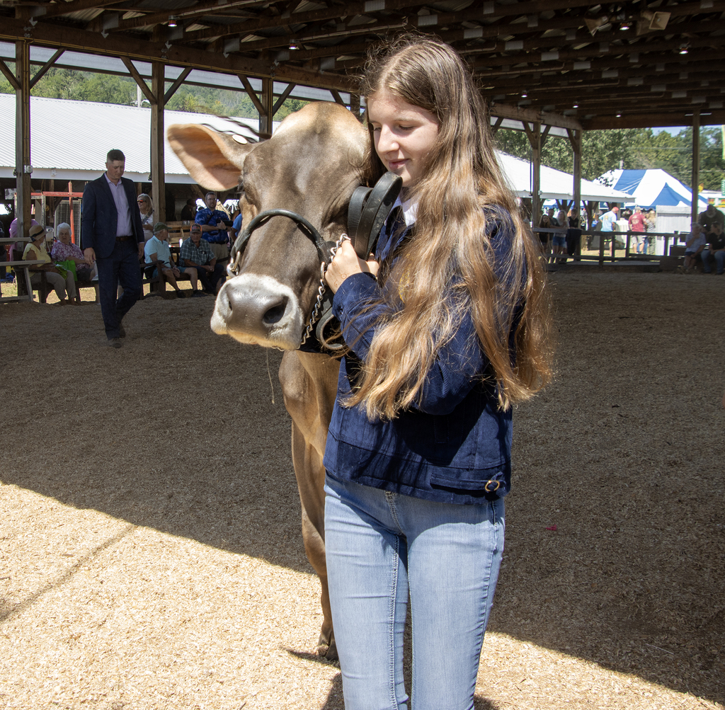 student leading a dairy cow out of show ring