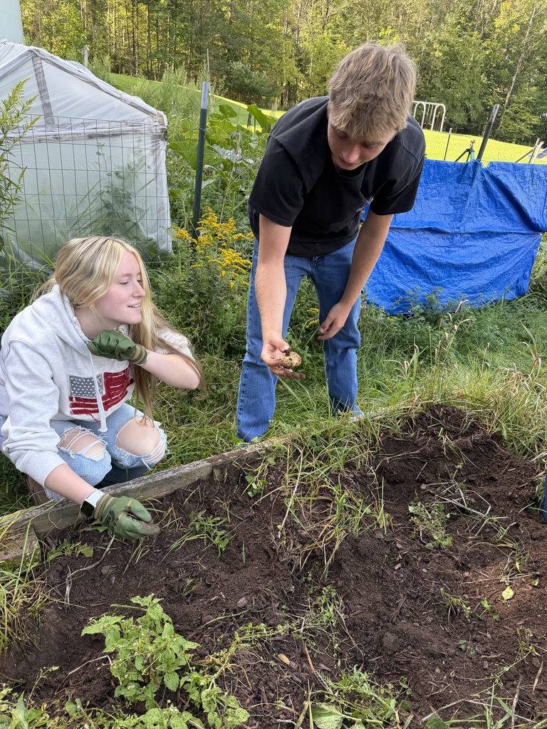 2 students harvesting potatoes from the school garden
