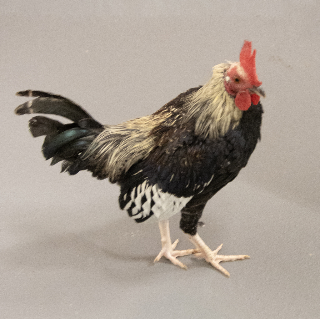 Rooster strikes a pose