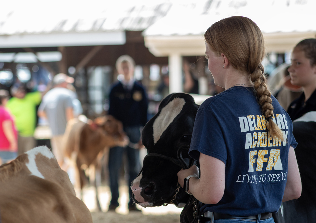 student wearing FFA shirt showing cow