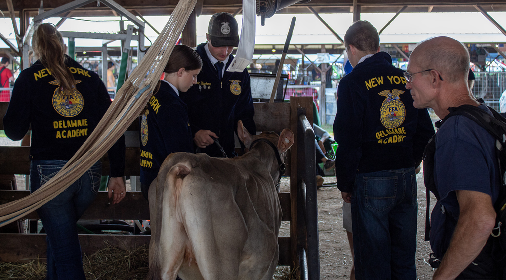 4 students fuss over a cow; adult advisor watches