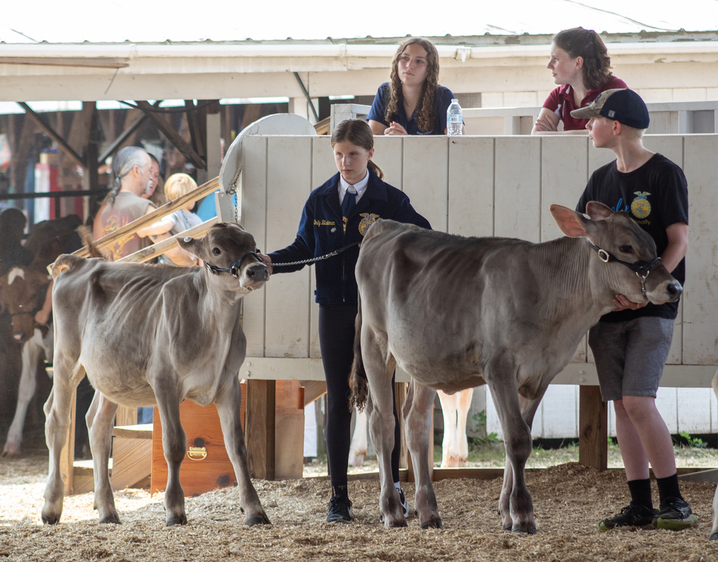 2 students leading cows