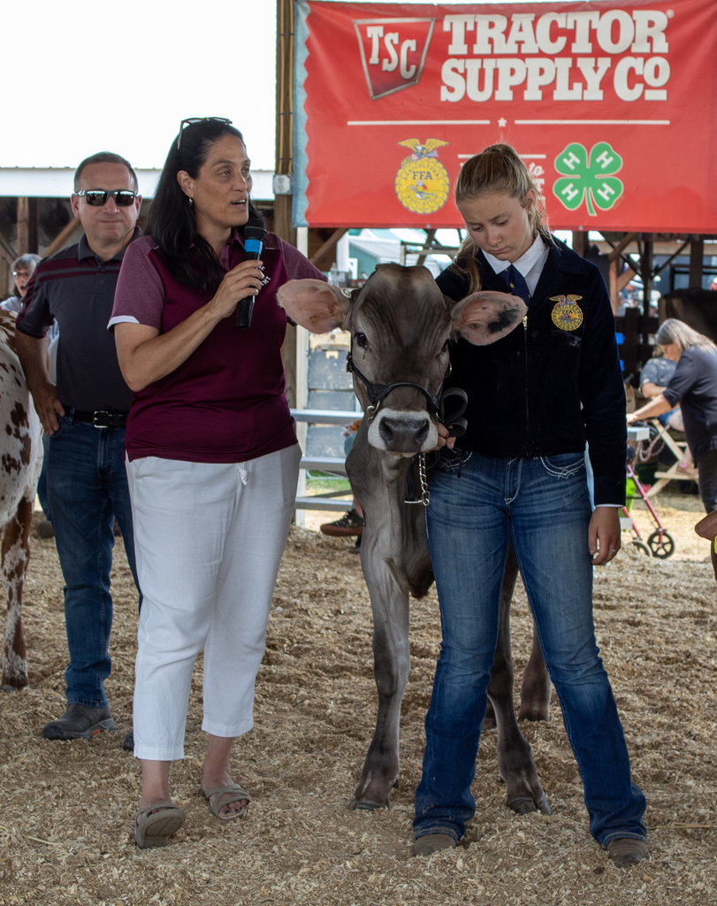 adult speaks into microphone; student leadiing cow